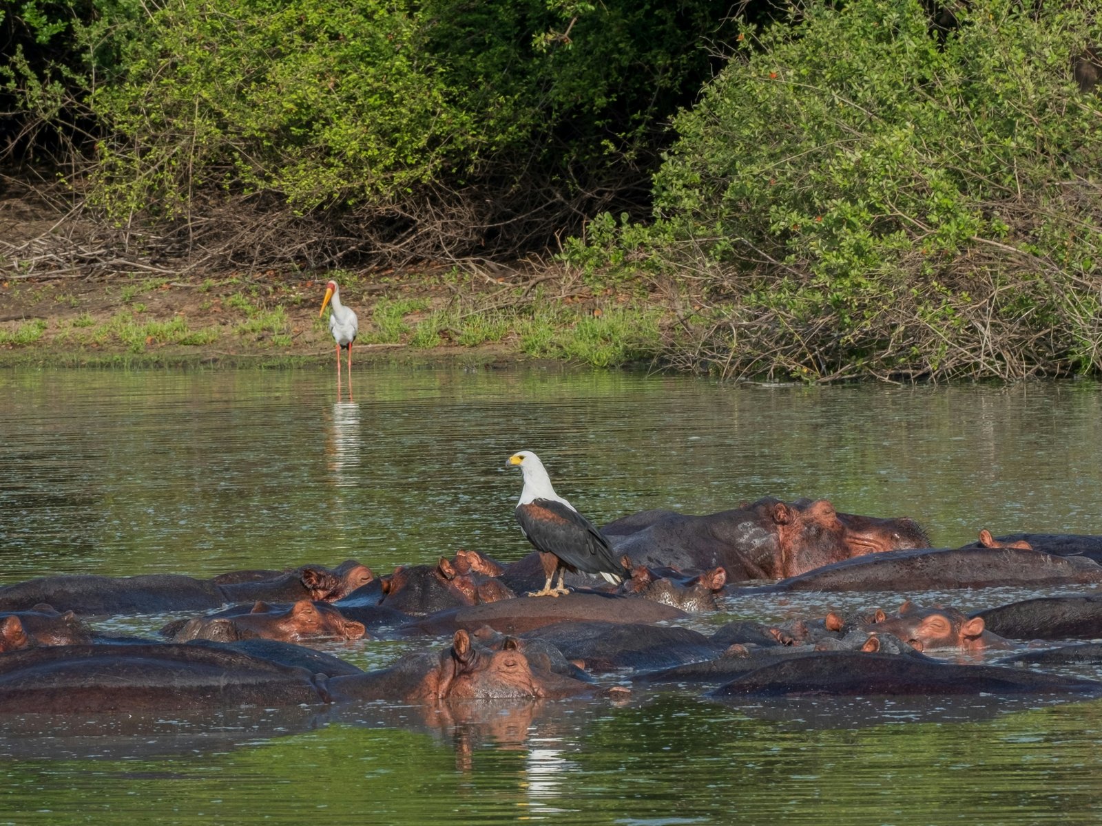 Nyerere NP