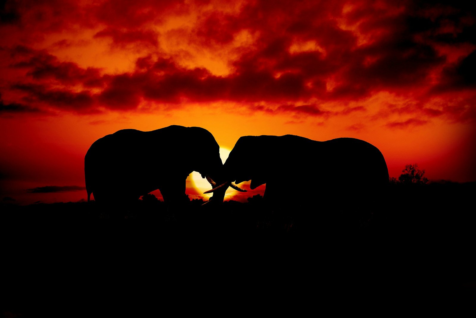 Tanzania Safari